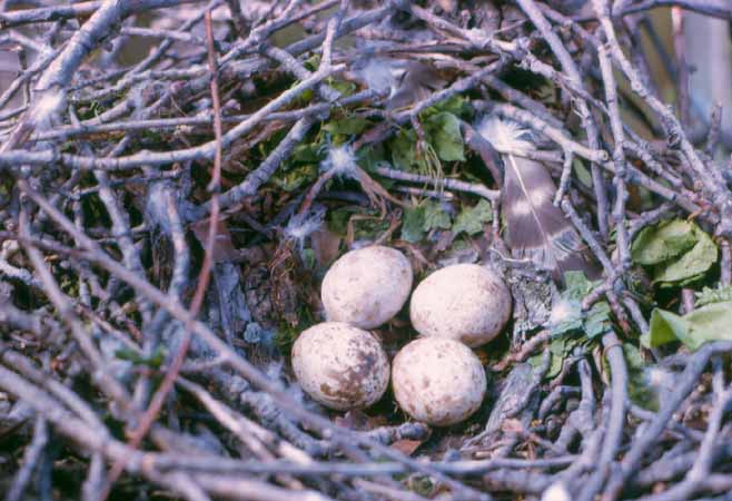 Photo (20): Quiz Species