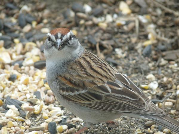 Photo (12): Chipping Sparrow