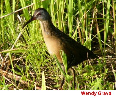 Photo (24): Virginia Rail