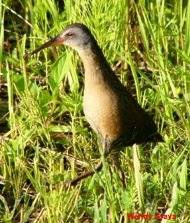 Photo (23): Virginia Rail