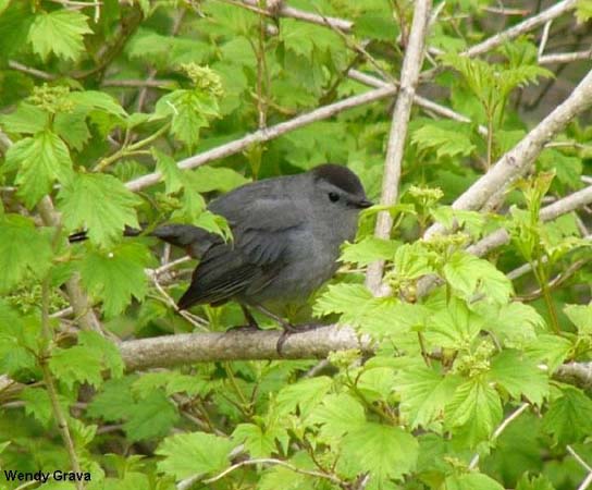 Photo (12): Gray Catbird