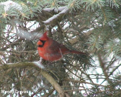 Photo (7): Northern Cardinal