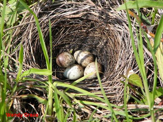 Photo (23): Brewer's Blackbird