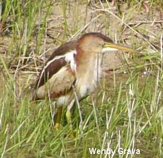 Photo (12): Least Bittern