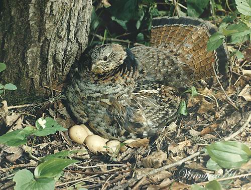 Photo (3): Ruffed Grouse