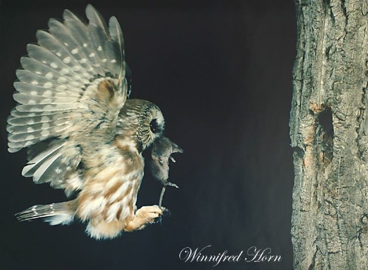 Photo (9): Northern Saw-whet Owl