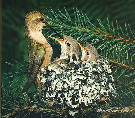 Photo (24): Ruby-throated Hummingbird