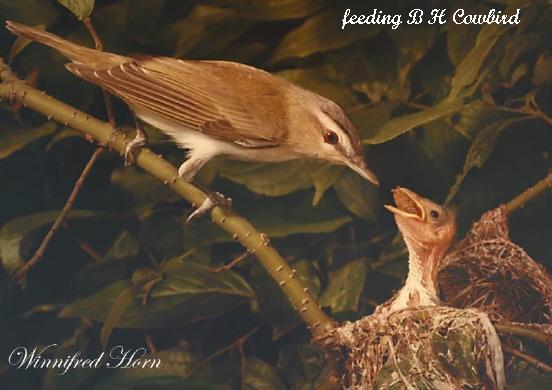 Photo (21): Red-eyed Vireo