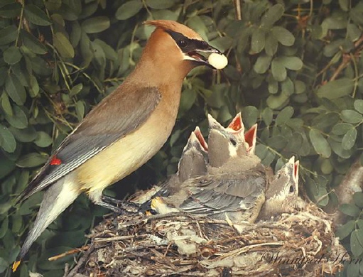 Photo (26): Cedar Waxwing