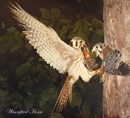 Photo (32): American Kestrel