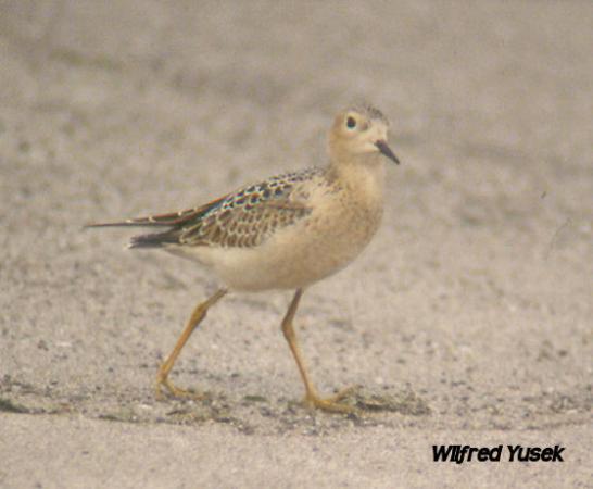 Photo (15): Buff-breasted Sandpiper