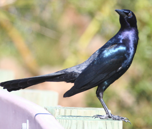 Photo (16): Boat-tailed Grackle