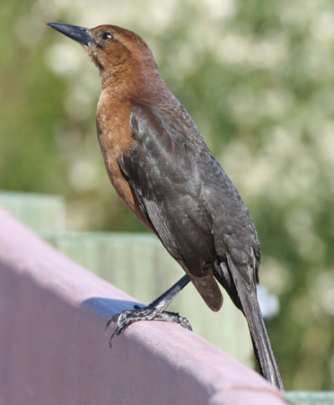 Photo (15): Boat-tailed Grackle
