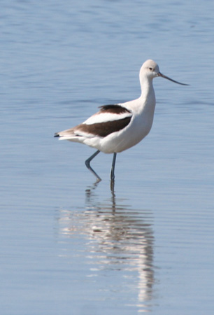 Photo (10): American Avocet