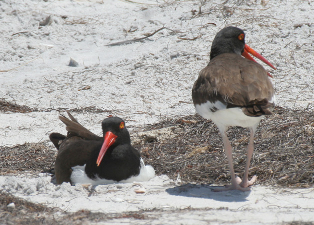Photo (3): American Oystercatcher