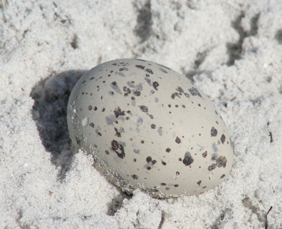 Photo (23): American Oystercatcher