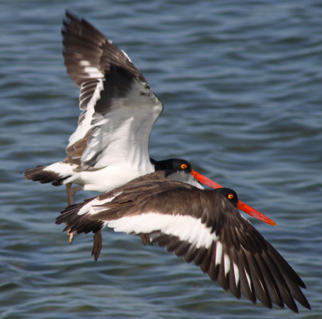 Photo (4): American Oystercatcher