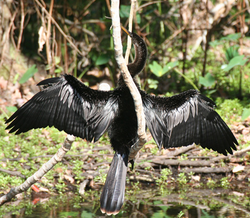 Photo (7): Anhinga
