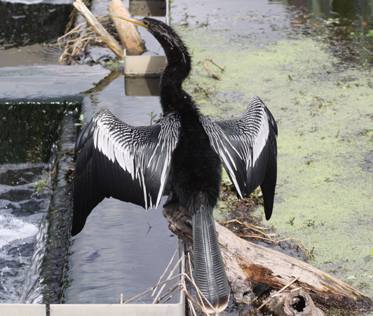 Photo (1): Anhinga
