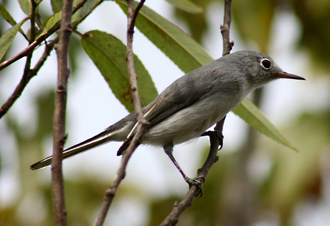 Photo (2): Blue-gray Gnatcatcher