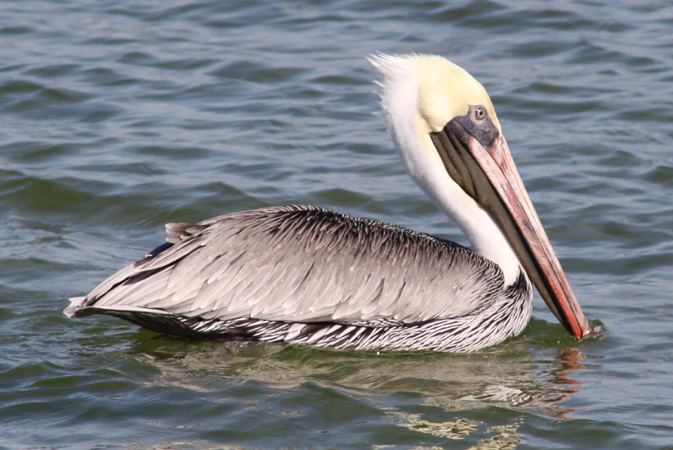 Photo (15): Brown Pelican