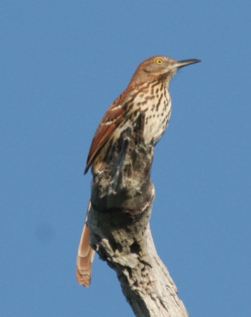 Photo (13): Brown Thrasher