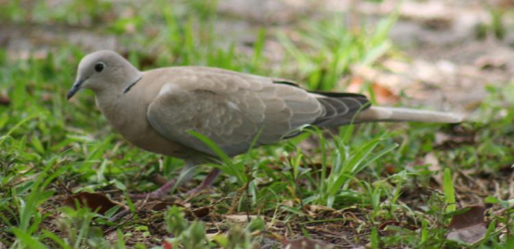 Photo (22): Eurasian Collared-Dove