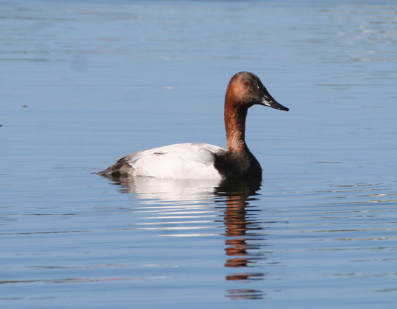 Photo (12): Canvasback