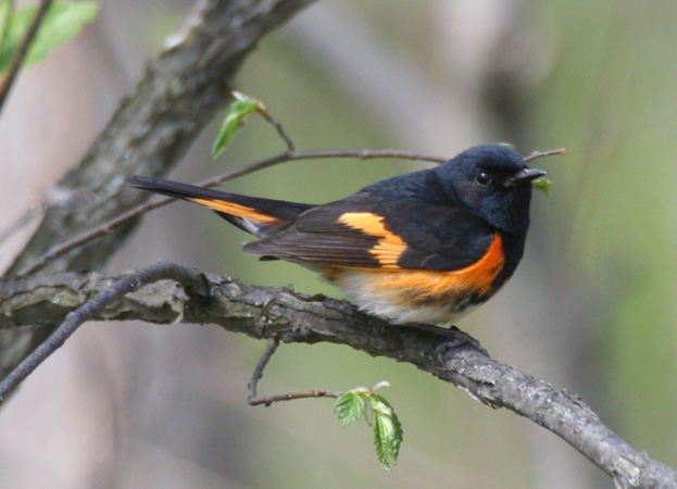 Photo (9): American Redstart