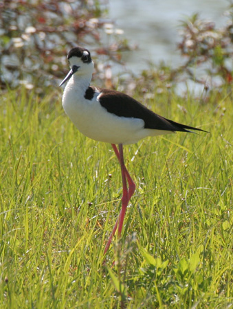 Photo (14): Black-necked Stilt