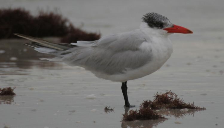 Photo (11): Caspian Tern
