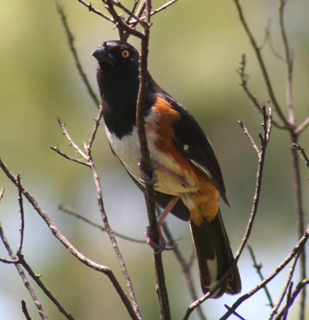 Photo (1): Eastern Towhee