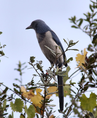 Photo (8): Florida Scrub-Jay