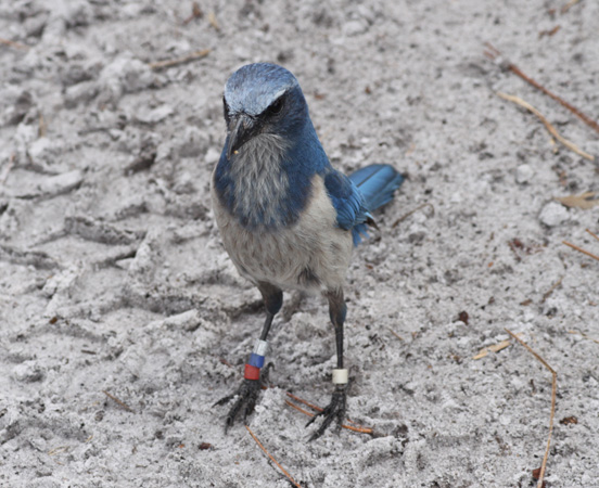 Photo (5): Florida Scrub-Jay