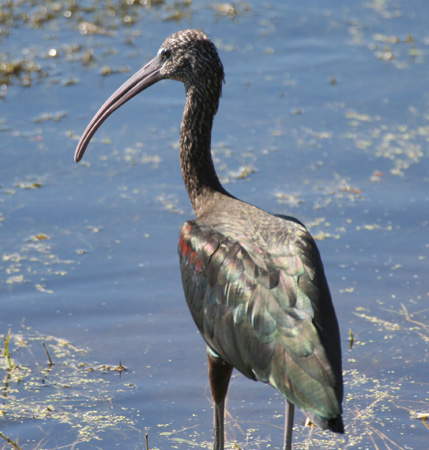 Photo (11): Glossy Ibis