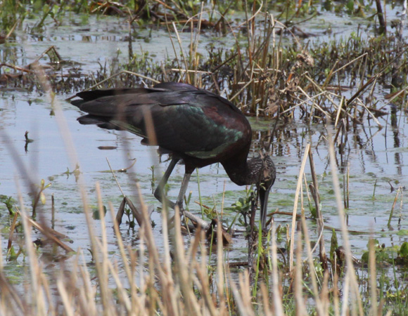 Photo (12): Glossy Ibis