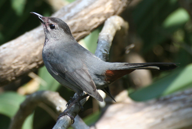 Photo (3): Gray Catbird