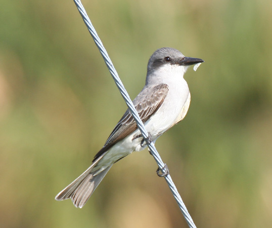 Photo (2): Gray Kingbird