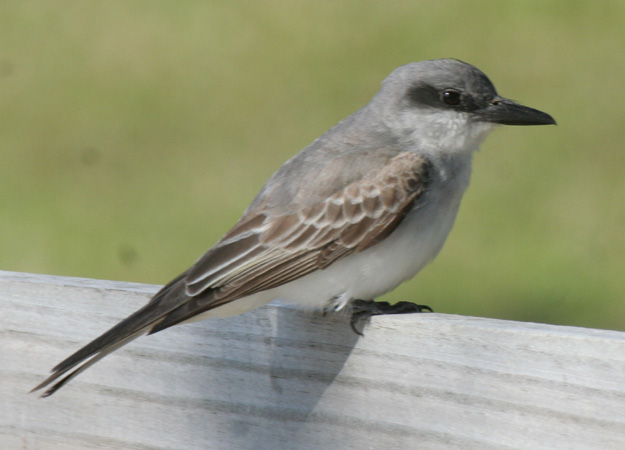 Photo (3): Gray Kingbird