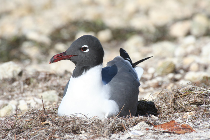Photo (7): Laughing Gull