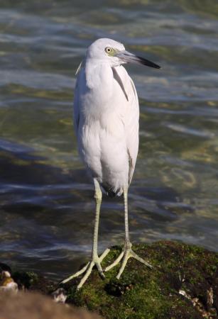 Photo (21): Little Blue Heron