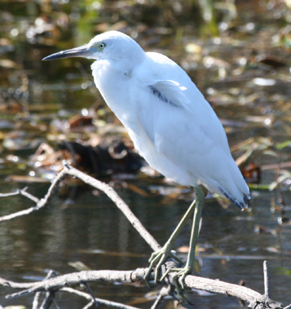 Photo (22): Little Blue Heron