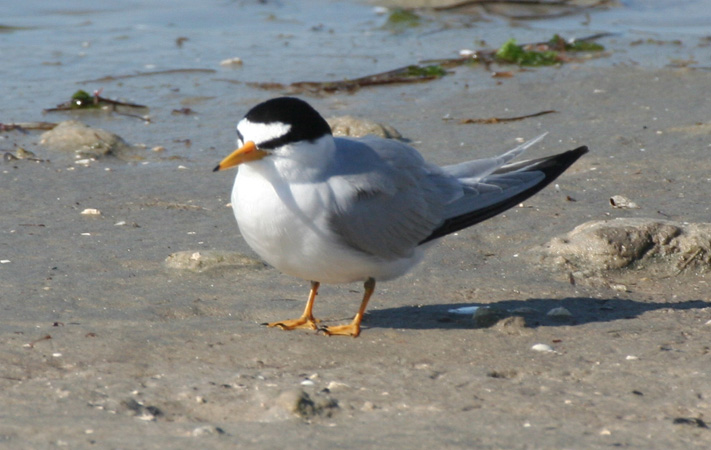 Photo (5): Least Tern