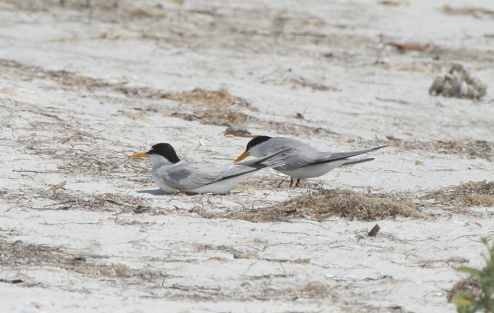Photo (16): Least Tern