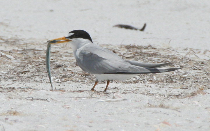 Photo (9): Least Tern