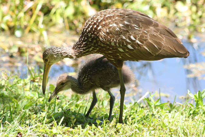 Photo (17): Limpkin