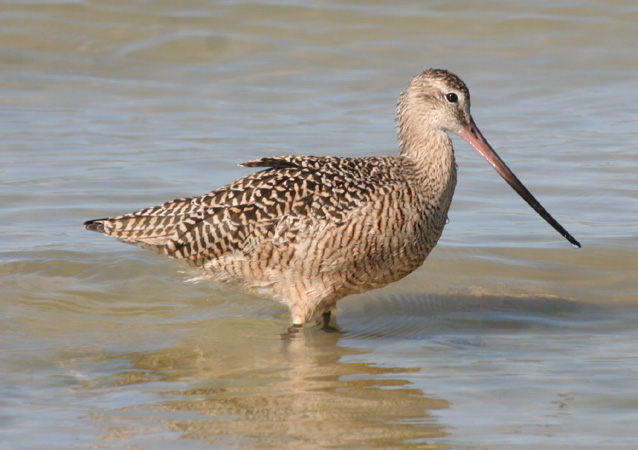 Photo (1): Marbled Godwit