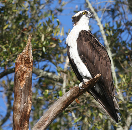 Photo (4): Osprey