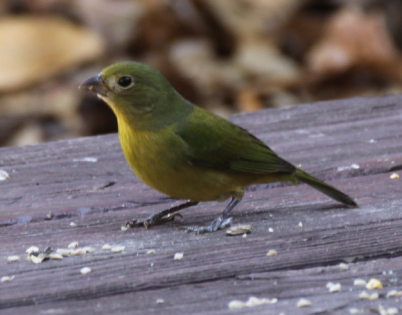 Photo (2): Painted Bunting