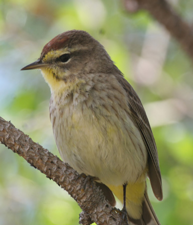 Photo (21): Palm Warbler
